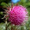 Distel Nickende